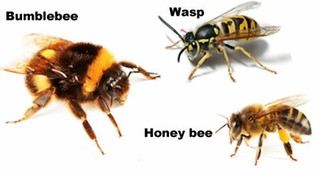 Honeybee Swarm in Hobbies & Crafts in Bedford