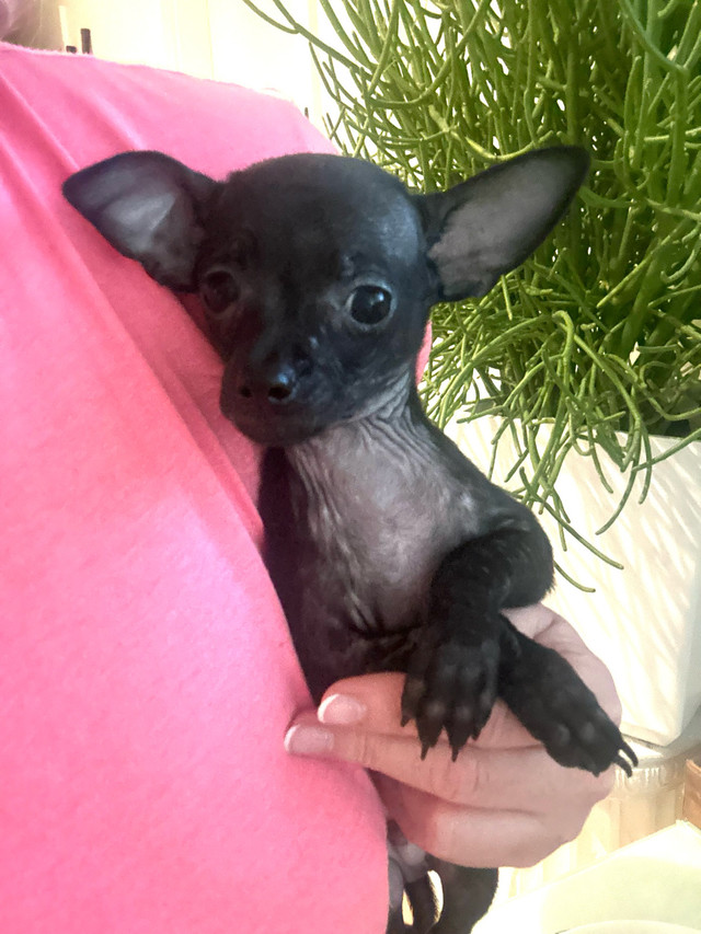 ❤️ Rare Merle Lavender Head Small Chihuahua Boy\Purebred ❤️ in Dogs & Puppies for Rehoming in North Shore - Image 4