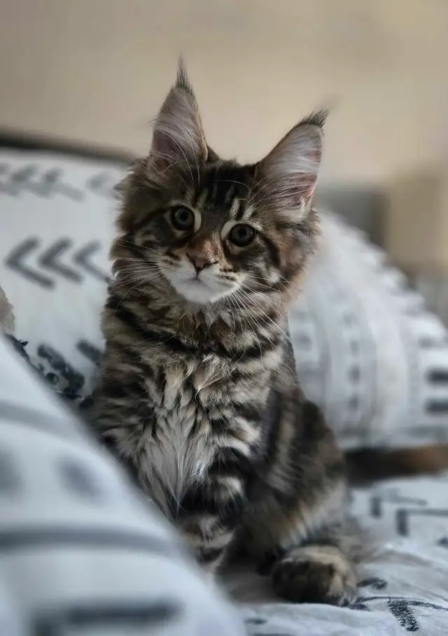 Maine Coon 2 femelles 3 mois - reayd to go in Cats & Kittens for Rehoming in Laval / North Shore - Image 3