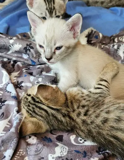 Purebred Registered Savannah Kittens, View more
