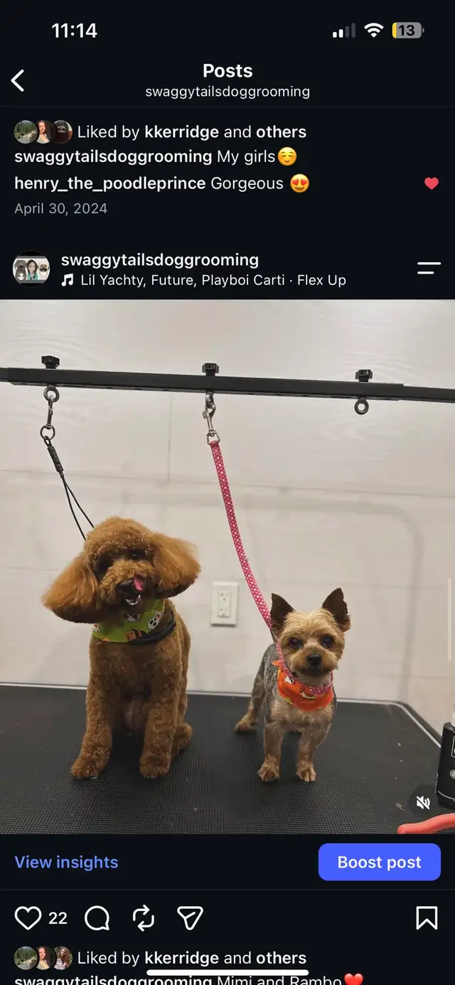 Dog Grooming 528474588997888007