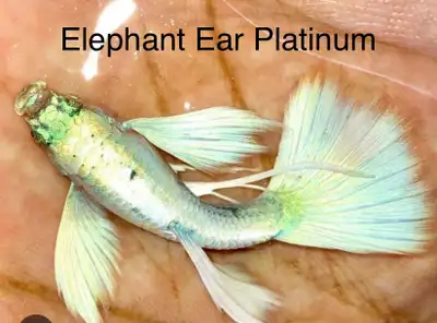 Elephant Ear Platinum Guppy, View more
