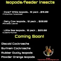 Unique Isopods + Springtails for sale