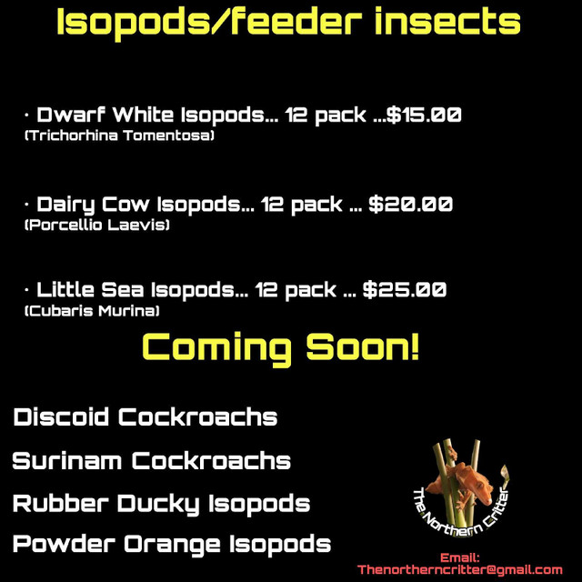 Unique Isopods + Springtails for sale in Other in Markham / York Region