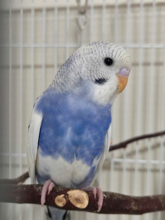 Baby budgies in Birds for Rehoming in Ottawa - Image 2