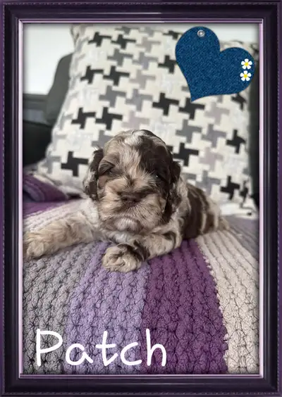 magnifiques chiots cockapoo ( caniche x cocker ), View more