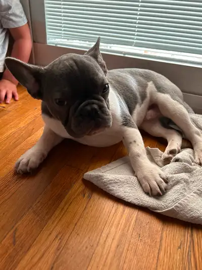Puppy for sale, View more