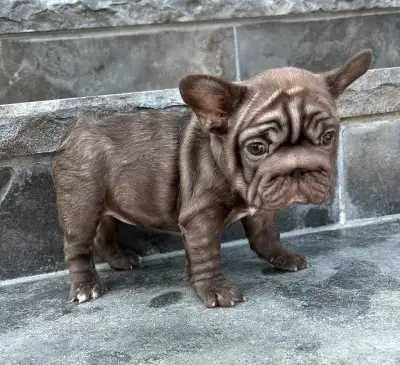 Beautiful frenchie females, intelligent, loving, and playful. These sweet babies have been health ch...