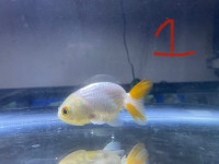 Goldfish 