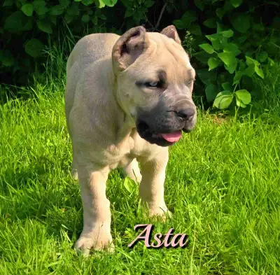 ♦️All pups are now cropped. Pups are now 8 weeks old. Amora has completed her meds and had her stitc...