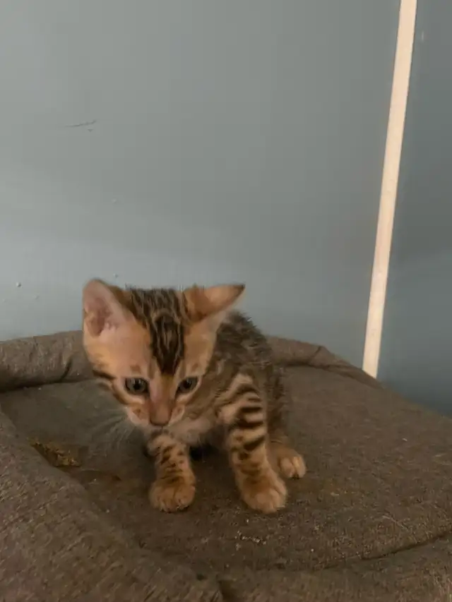 Bengal purebred  in Cats & Kittens for Rehoming in Laval / North Shore - Image 10