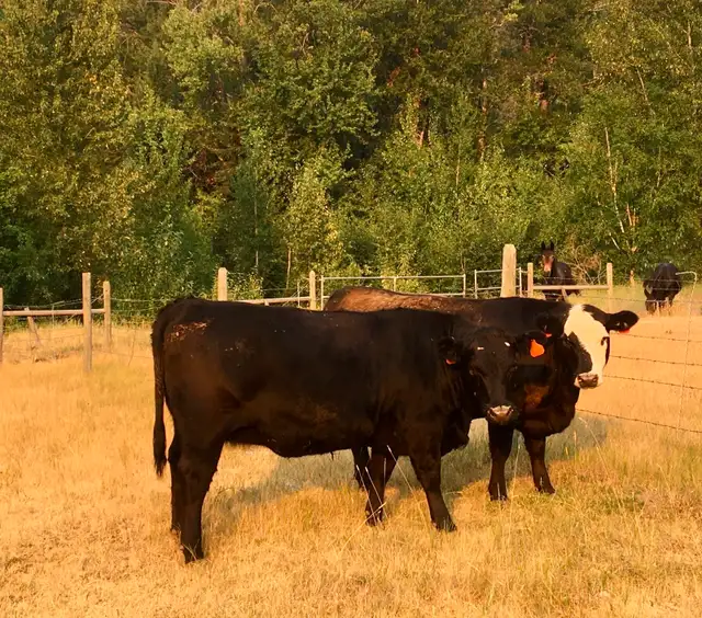 Four Bred Angus-cross Yearling Heifers in Livestock in Vernon - Image 7