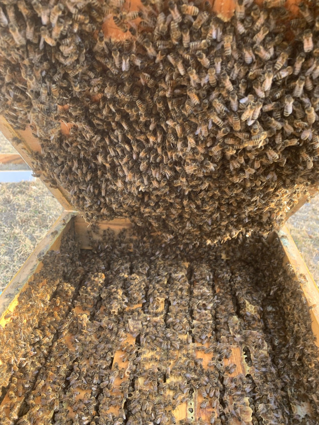 Bees starter and full size colonies  in Livestock in Portage la Prairie - Image 3