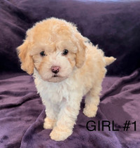 Cockapoo Puppy - Ready for home next week