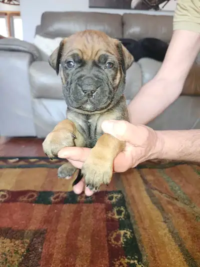 Bullmastiff,  Presa Canario, Pit Mix Puppies, View more
