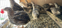 25 Jumbo quail hens. SOLD PENDING PICKUP