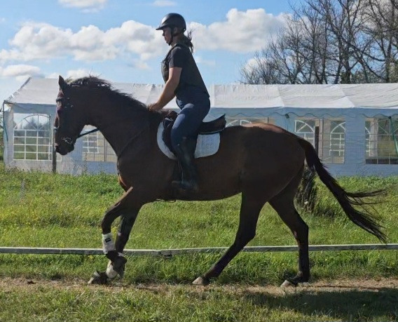 16.2h bay gelding wtc jumps hacks quiet in Horses & Ponies for Rehoming in Belleville - Image 2