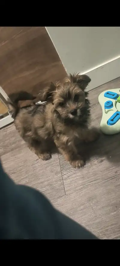  Well-Trained Biewer Yorkshire Terrier Puppies – 13 Weeks , View more
