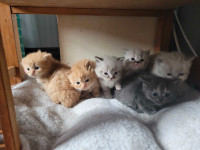 Persian and Himalayan kittens 
