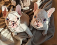 Exotic french bulldog puppies for sale. Top quality CKC Register