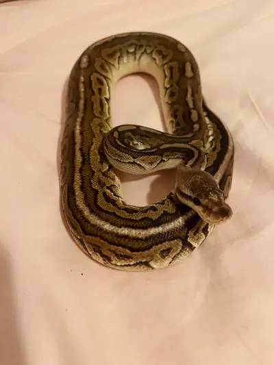 Ball pythons for sale, View more