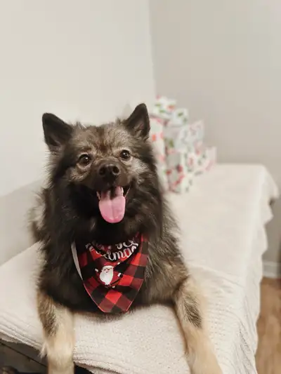 Pet/House sitter available , View more