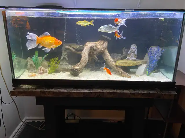 75 GALLON AQUARIUM FISH TANK $1100 - Pickering in Accessories in City of Toronto - Image 9