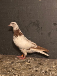 High flyer pigeon 