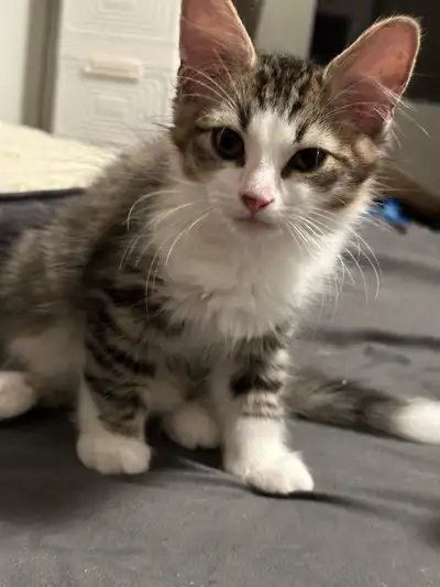 beautiful tabby mix kitten for rehoming , View more