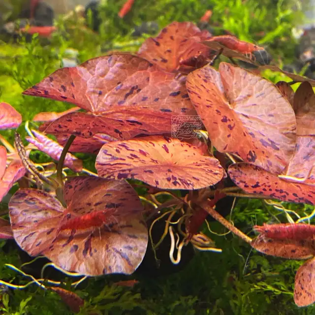 nymphyae lotis- aquatic plants bulbs for sales (10 bulbs $100)62864746226562122