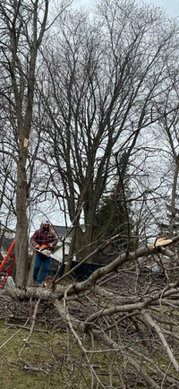 Tree Removal Services Specialist - Free Quote - 7052430195