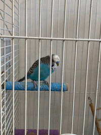On hold - Phoebe the Budgie