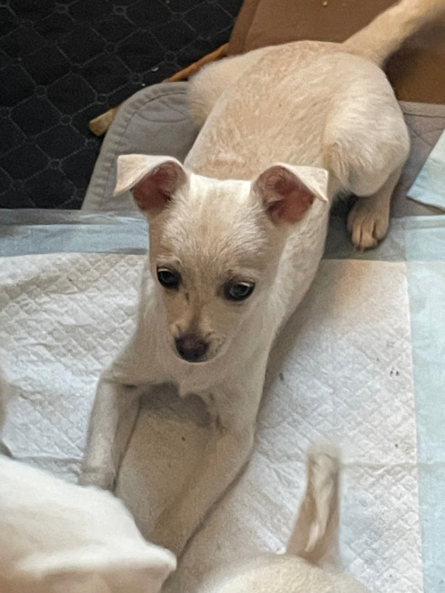 Chihuahua pups - ready now❤️ in Dogs & Puppies for Rehoming in Peterborough - Image 3