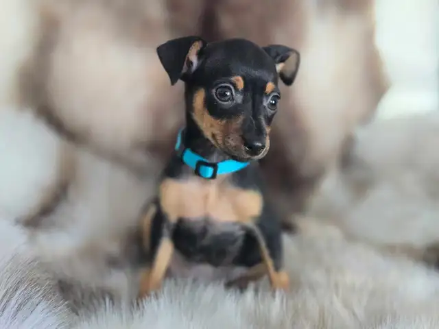 Stunning Miniature Pinscher pups