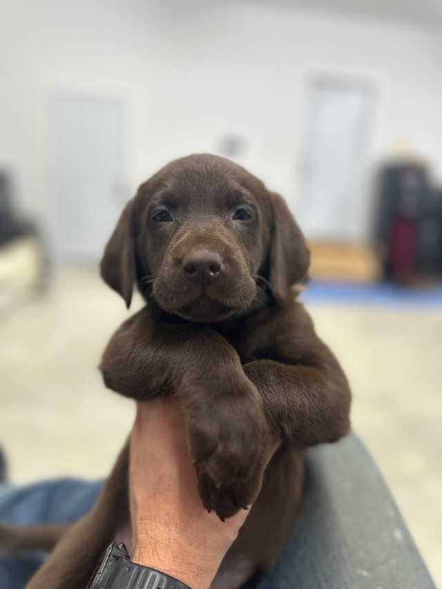  Ckc chocolate Labrador retriever puppies  in Dogs & Puppies for Rehoming in Norfolk County - Image 3
