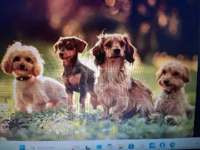 Gardienne de chien a Montreal pour vos petit chien je les sort aux moin 3 fois par jours ,le temp qu...
