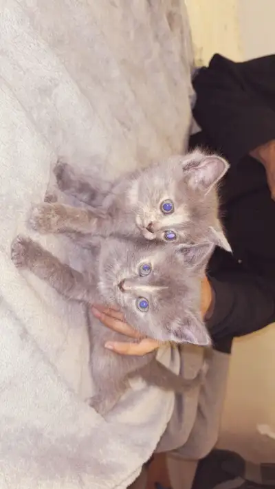 kittens for sell, View more