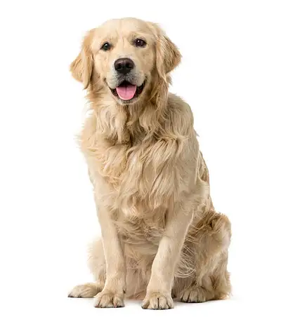 Pet Owners Common Courtesy Reminder, View more