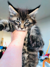 Maine Coon Kittens in Vancouver