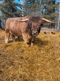 4 year old proven highland bull