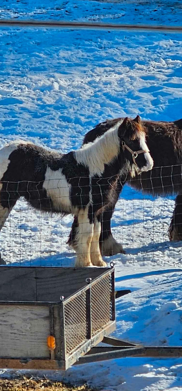 10 month old Gypsy Vanner colt in Horses & Ponies for Rehoming in North Bay - Image 4