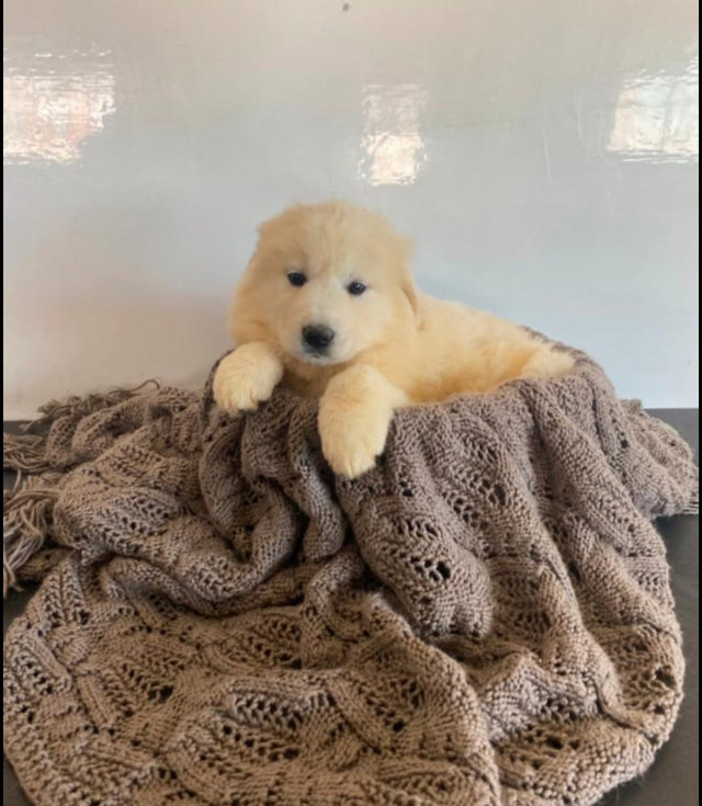 Great Pyrenees 4 months old  in Cats & Kittens for Rehoming in La Ronge