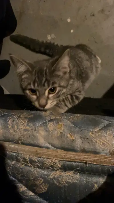 Kittens cats, View more