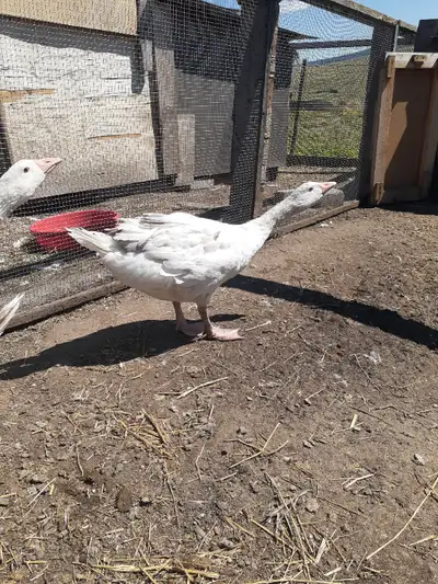 2 young Sebastopol/American Buff geese. About 4 months old, unsexed. Mom is purebred Sebastopol and...