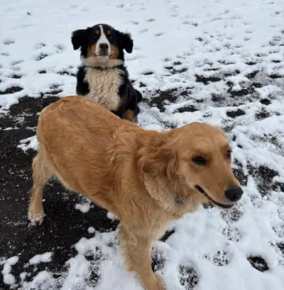 Pending pick up. Golden Retriever Female, View more