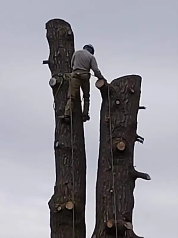 Tree Limb Removal Service63771552832769123