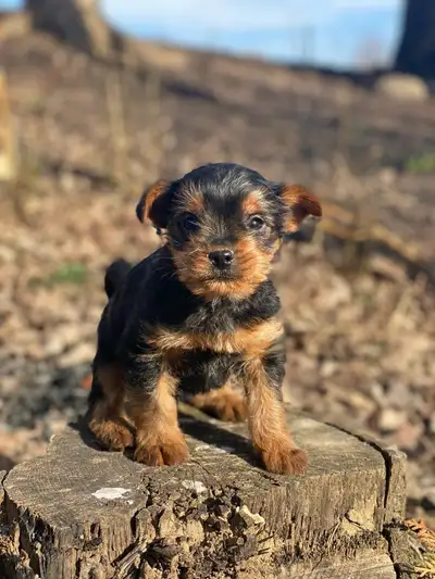 Adorable Yorkie pups available, View more