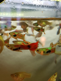 Guppies for sale