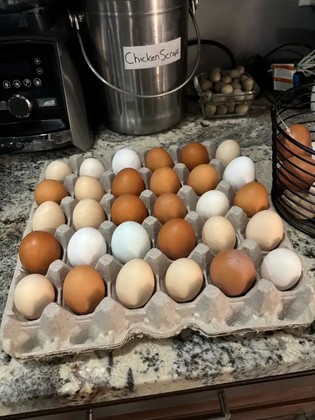 Farm Fresh Eggs (IN STOCK) in Livestock in St. Catharines - Image 6