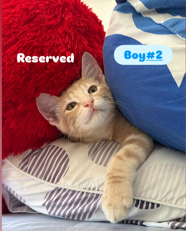 Ragdoll Mainecoon / Russian Blue Mix in Cats & Kittens for Rehoming in Richmond - Image 3